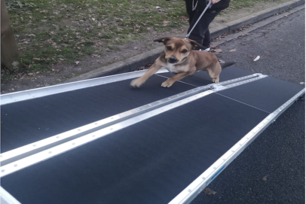 Dog going up pet car ramp