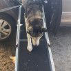 Luxury Telescopic Pet / Dog Ramp (1800mm x 430mm x 90kg capacity)