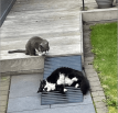 Cats lying on rubber dog ramps for steps