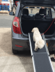 Small dog going up pet ramp 
