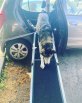 husky walking down dog ramp from a the side door of a car