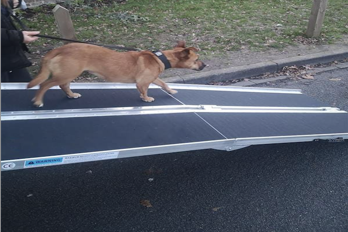 Multi Fold Dog Ramp The Ramp People Ireland