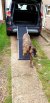 Pet ramp resting on vehicle with dog coming down 