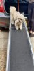 Small dog coming down pet ramp 