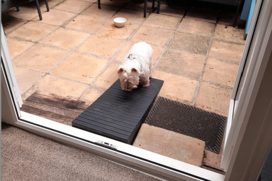 Dog walking up rubber ramp into home
