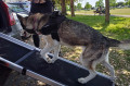 Luxury Telescopic Pet / Dog Ramp (1800mm x 430mm x 90kg capacity)