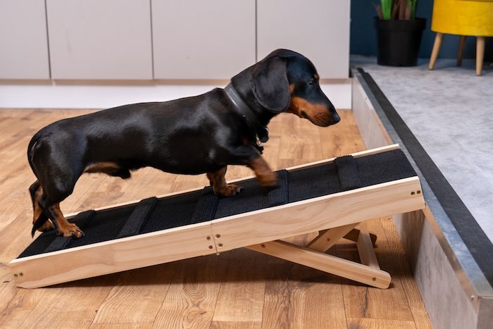 Dashchund going down ramp Dashchund going down ramp