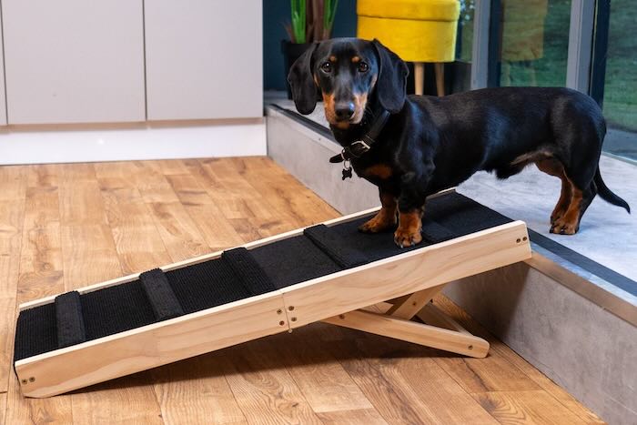 Daschund going down dog ramp Daschund going down dog ramp