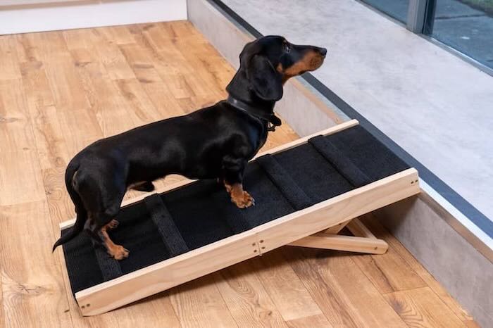 Dog walking up wooden dog ramp onto step