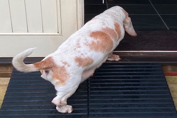 Dog going up pair of rubber ramps 