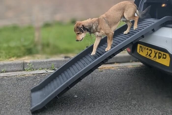Dog walking down plastic black folding dog ramp which is resting on car boot